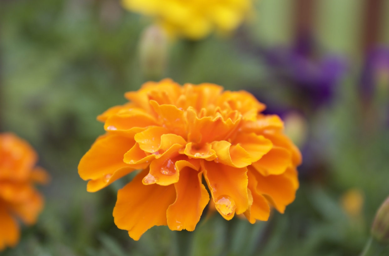 orange flower